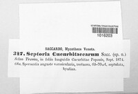 Septoria cucurbitacearum image